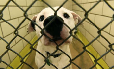 Canine influenza causes Animal Humane Society’s Twin Cities shelters to close